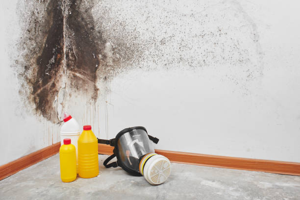 Crawl Space Mold Removal in Merritt Island, FL