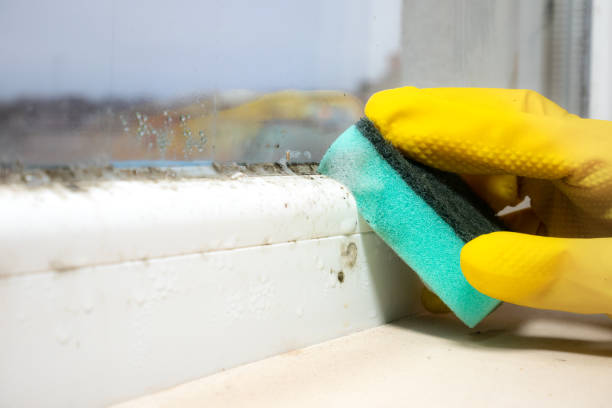 Best Office Mold Removal Services  in Merritt Island, FL